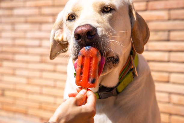 watermelon popsicles for dog