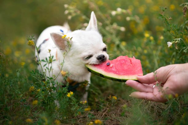 Can Dogs Eat Watermelon? 