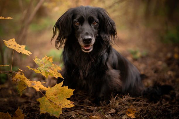Long Haired Dachshund Dog Breed