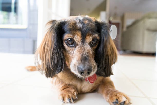 Long Haired Dachshund Dog Breed