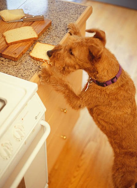 Can dog eat bread