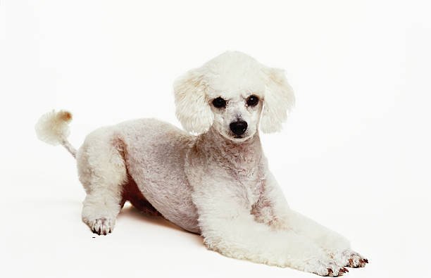 The Poodle Dog Breed: A Comprehensive Guide