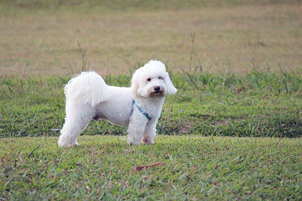 Shichon dog breed