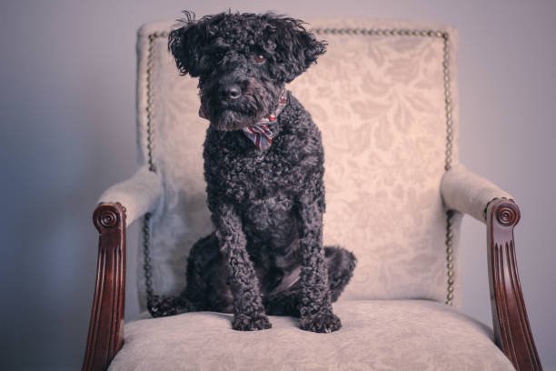 Schnoodle Dog Breed