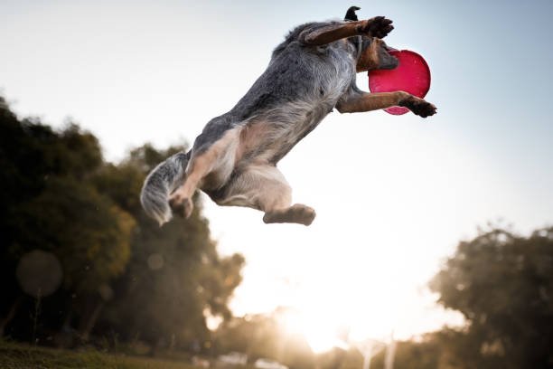 Blue Heeler : australian cattle dog