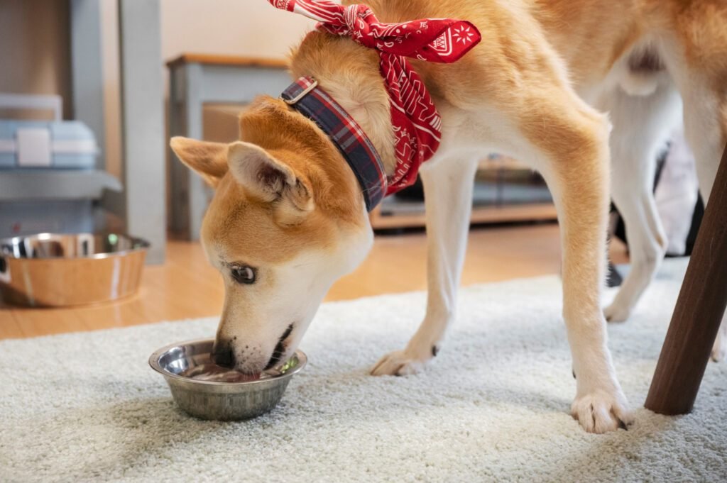 shiba inu eating lentils. Can dogs eat lentils