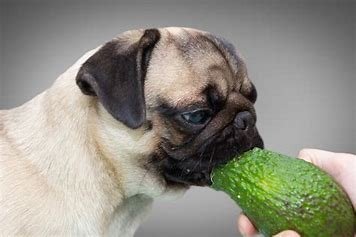 can Dogs Eat Avocado