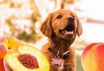 Dogs Eat Peaches