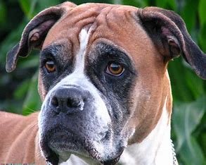 Boxer Dog Breed