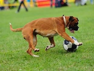 Boxer Dog Breed