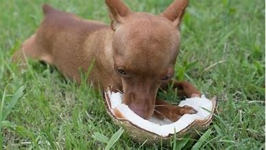  Dogs Eat Coconut