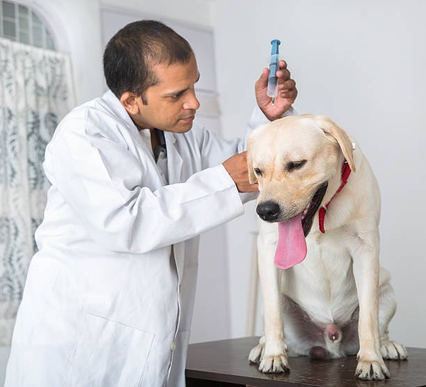 Phenoxybenzamine for Dogs