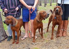 Redbone Coonhound 