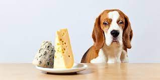 Can dogs eat mozzarella cheese