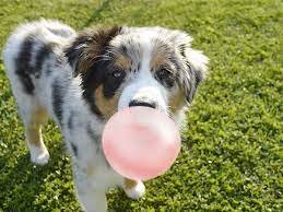 can dogs eat gum