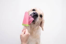 Can Dogs Enjoy Popsicles