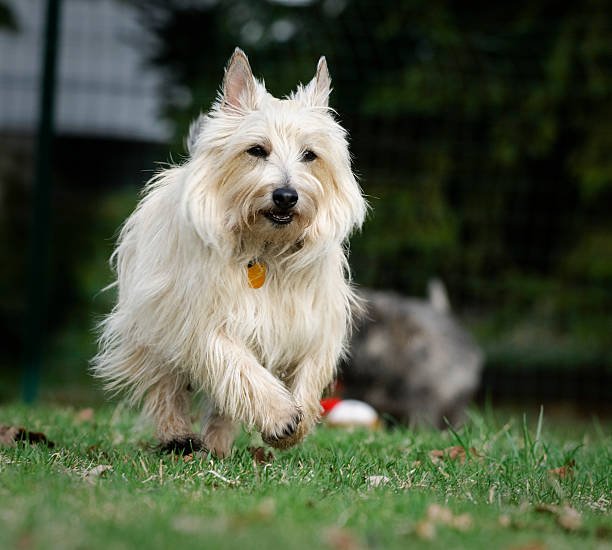 Cairn Terrier