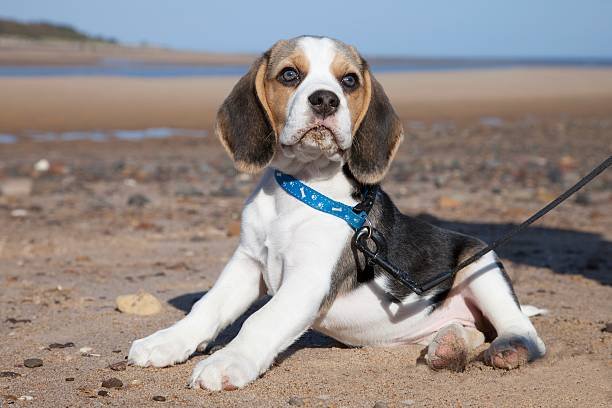 Pocket Beagle 