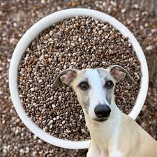 Can Dogs Eat Chia Seeds