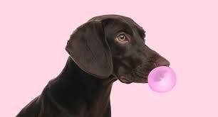 can dogs eat gum