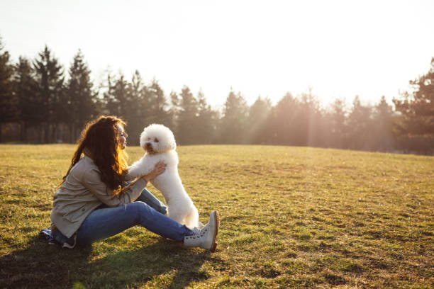 Bichon Frise 