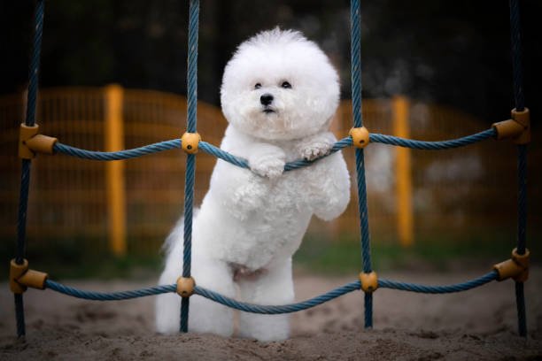 Bichon Frise 