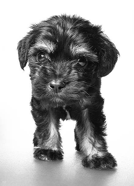 Schnoodle 