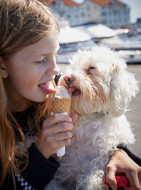 Bichon Frise 