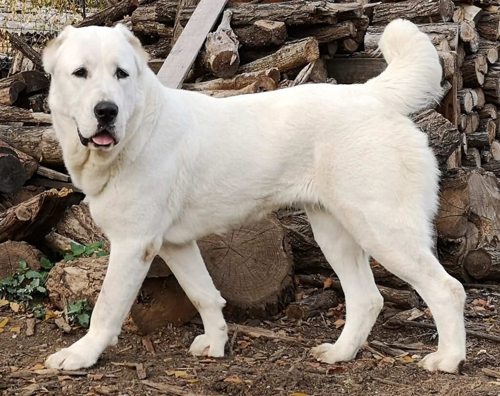 Central asian shepherd