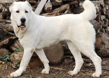 Central asian shepherd