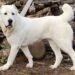 Central asian shepherd