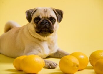 Can Dogs Eat Lemon
