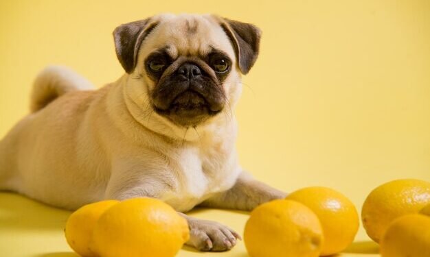 Can Dogs Eat Lemon