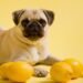 Can Dogs Eat Lemon