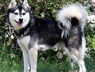 Alaskan Klee Kai