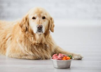 Dog Food for Sensitive Stomachs