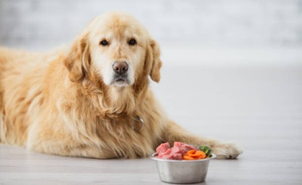 Dog Food for Sensitive Stomachs