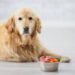 Dog Food for Sensitive Stomachs