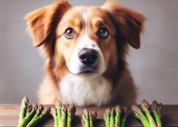 Can dogs eat asparagus?we embark on a journey to explore the intriguing relationship between our furry friends and this delectable vegetable