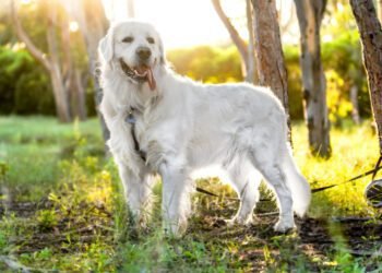 Australian Retriever