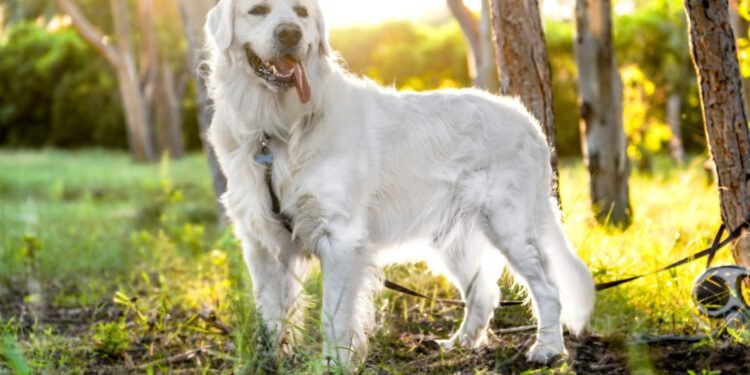 Australian Retriever