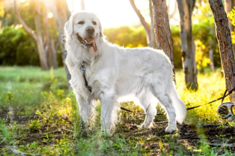 Australian Retriever