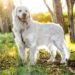 Australian Retriever