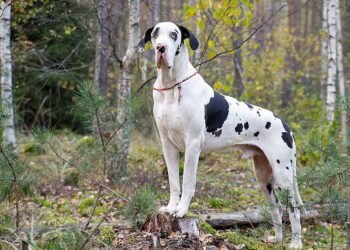 Harlequin Great Dane