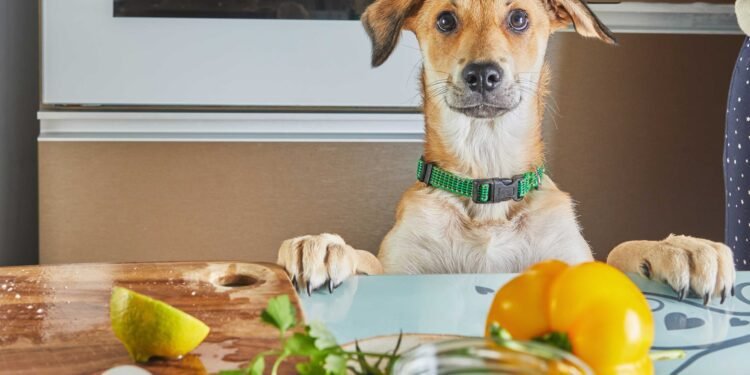human food for dogs