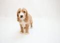 The Cockapoo Dog Breed: A Comprehensive Guide - puppadogs.com