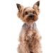 yolkshire terrier