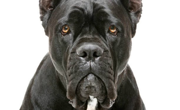 Cane Corso
