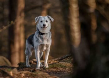 Goberian: The Golden Retriever Husky Mix
