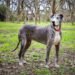 Merle Great Danes